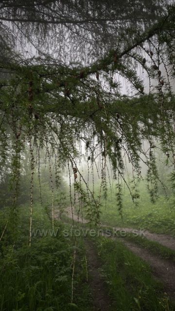 Při ranní procházce v mlze