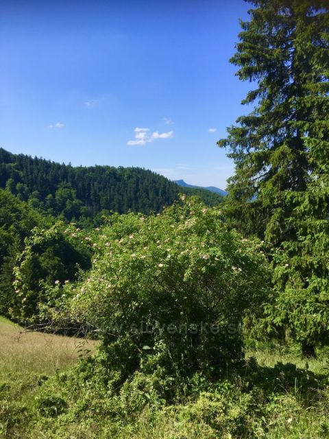 Kľak nad růžovým keřem