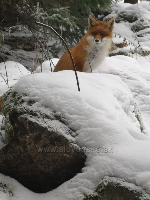 Pri Reinerovej chate.