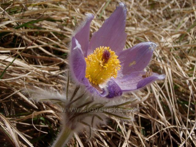 Kvet - Vrch Tlstá - Gaderská dolina