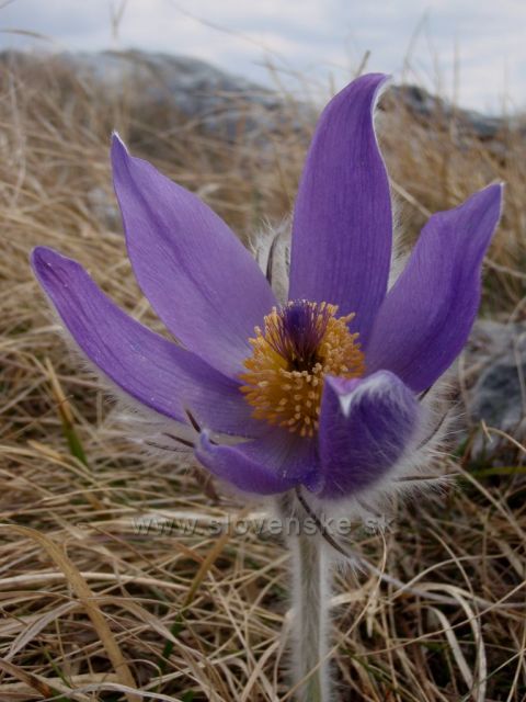 Kvet - Vrch Tlstá - Gaderská dolina