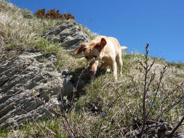 na vrchole Baraniarky, jsme potakli divočáka :-)